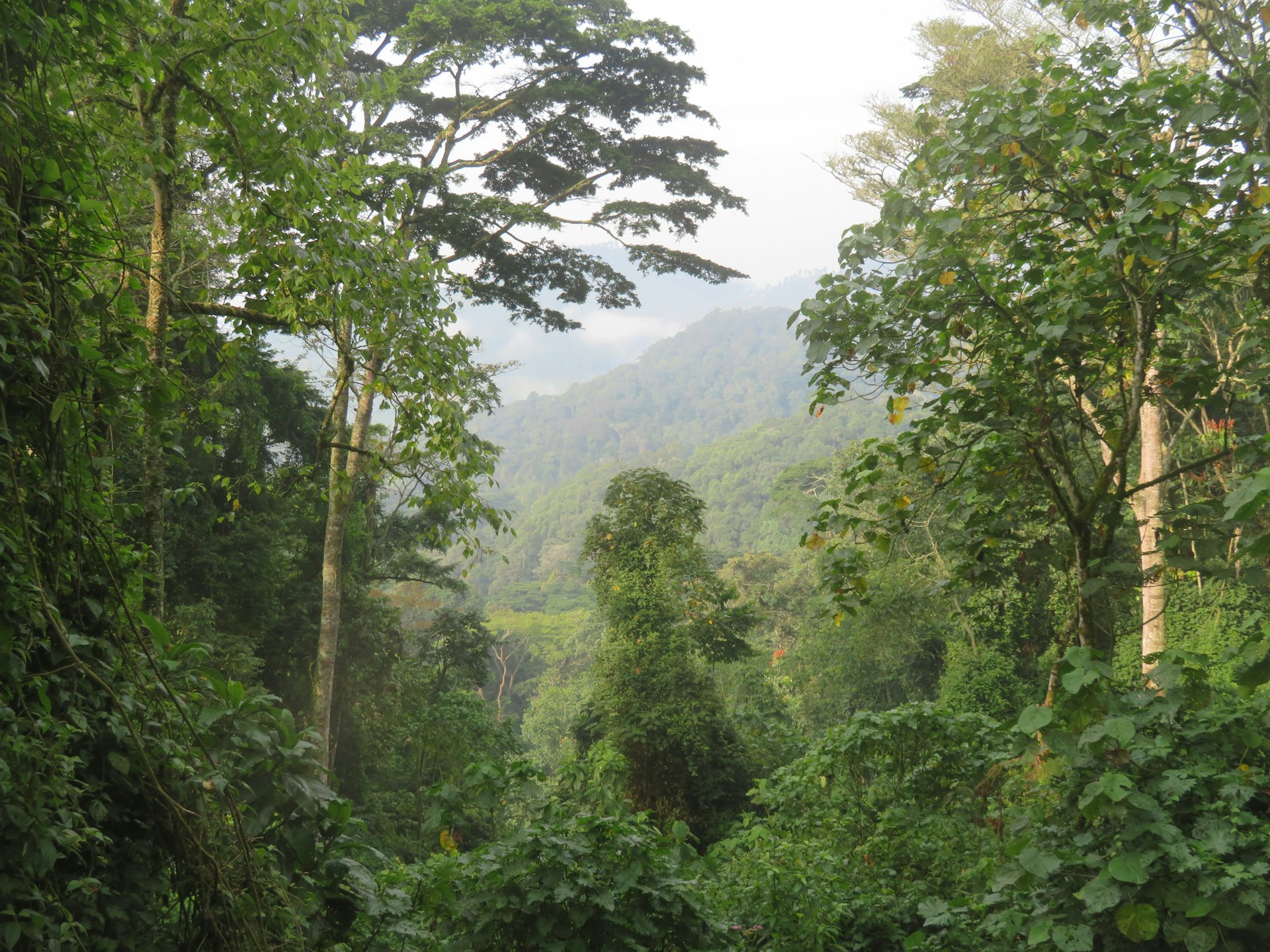green trees on mountain bwindi  impenetrable national park uganda
