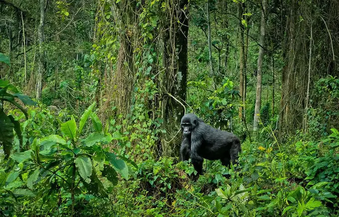 gorilla Uganda trekking
