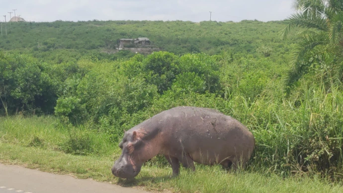 hippo-queen-elizabeth-national-park