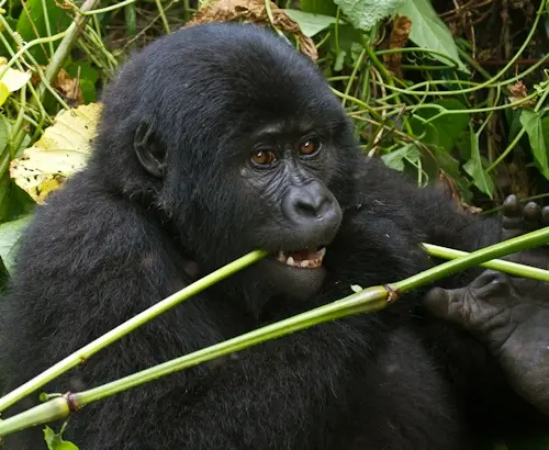 Gorilla Viewing while trekking in Bwindi Impenetrable forest National Park UGANDA Uganda mountain gorilla viewing while trekking in Bwindi Impenetrable forest National Park in south-western uganda and this activity is the ultimate gorilla experience in the Pearl of Africa.
