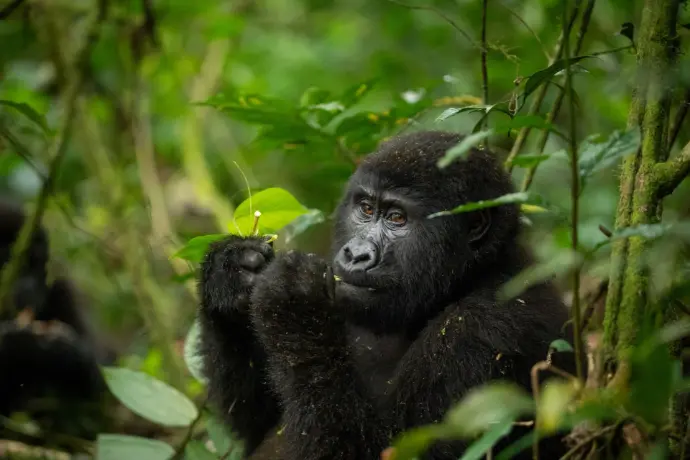 Gorilla Uganda