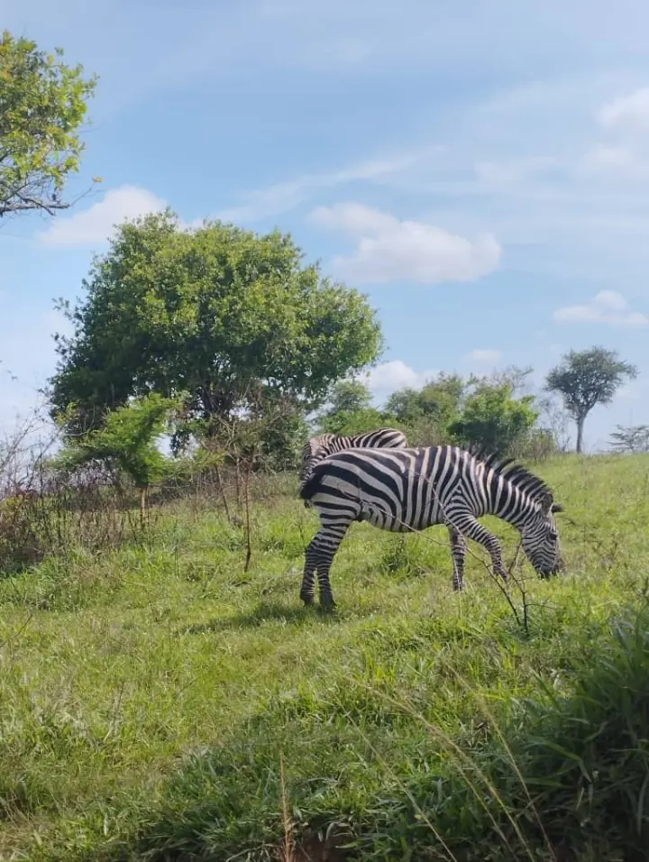 Zebras in lake mburo national park