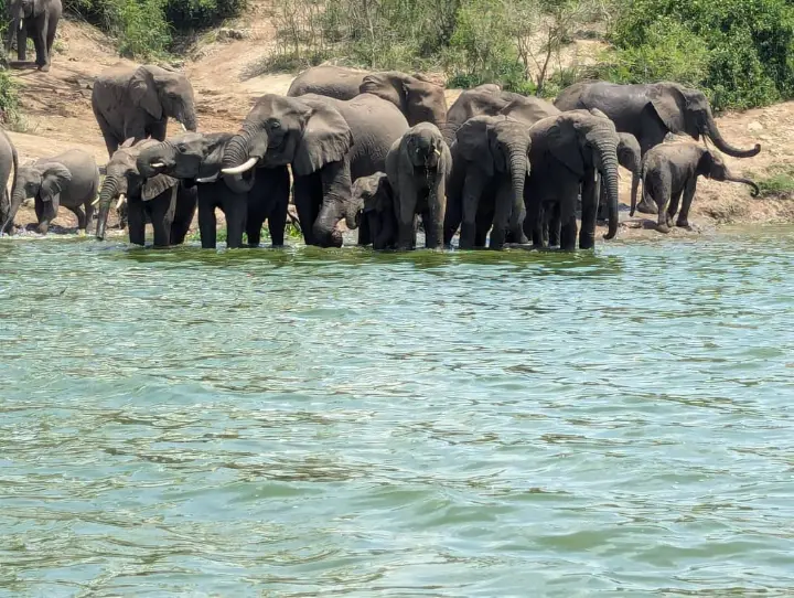elephants taking water in Queen Elizabeth national park uganda