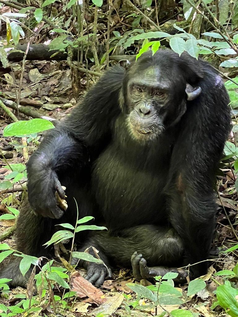 chimpanzee tracking in kibale national park uganda